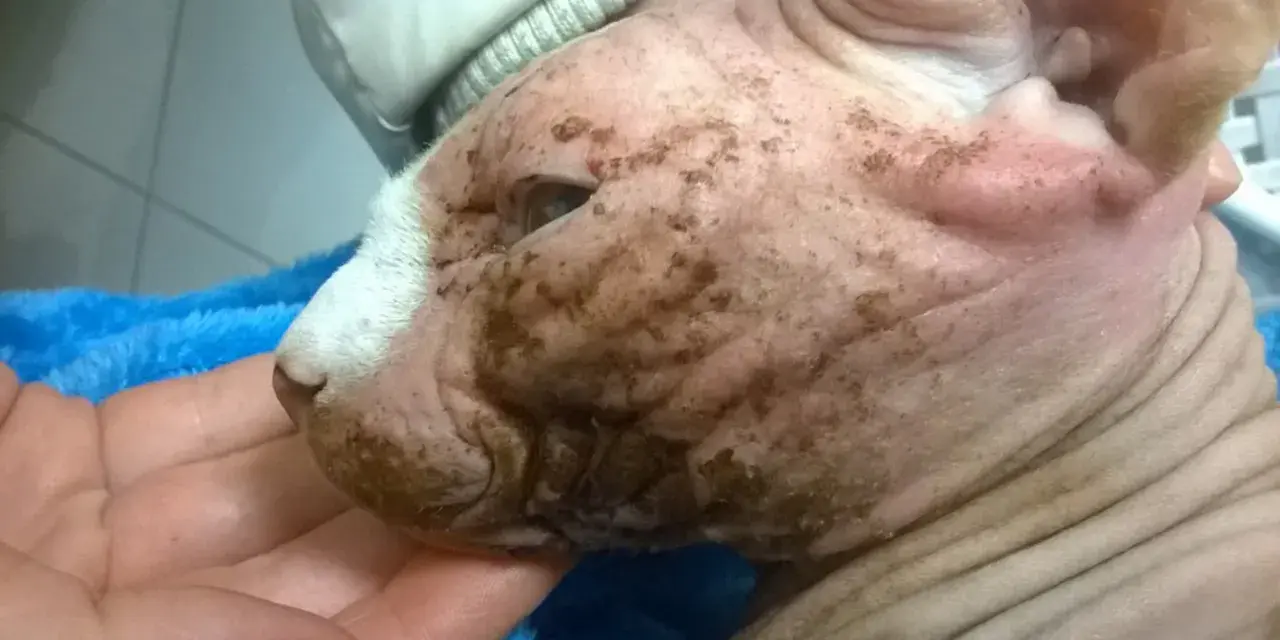 Choroby skóry u Devon Rex: objawy, przyczyny i skuteczne leczenie