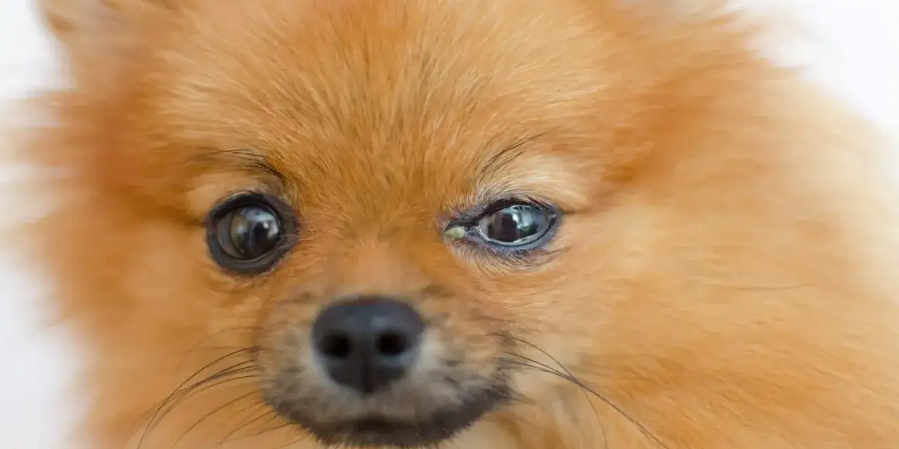 Pomeranian z zapaleniem spojówek u psa, widoczne zaczerwienienie i wydzielina w kąciku oka.