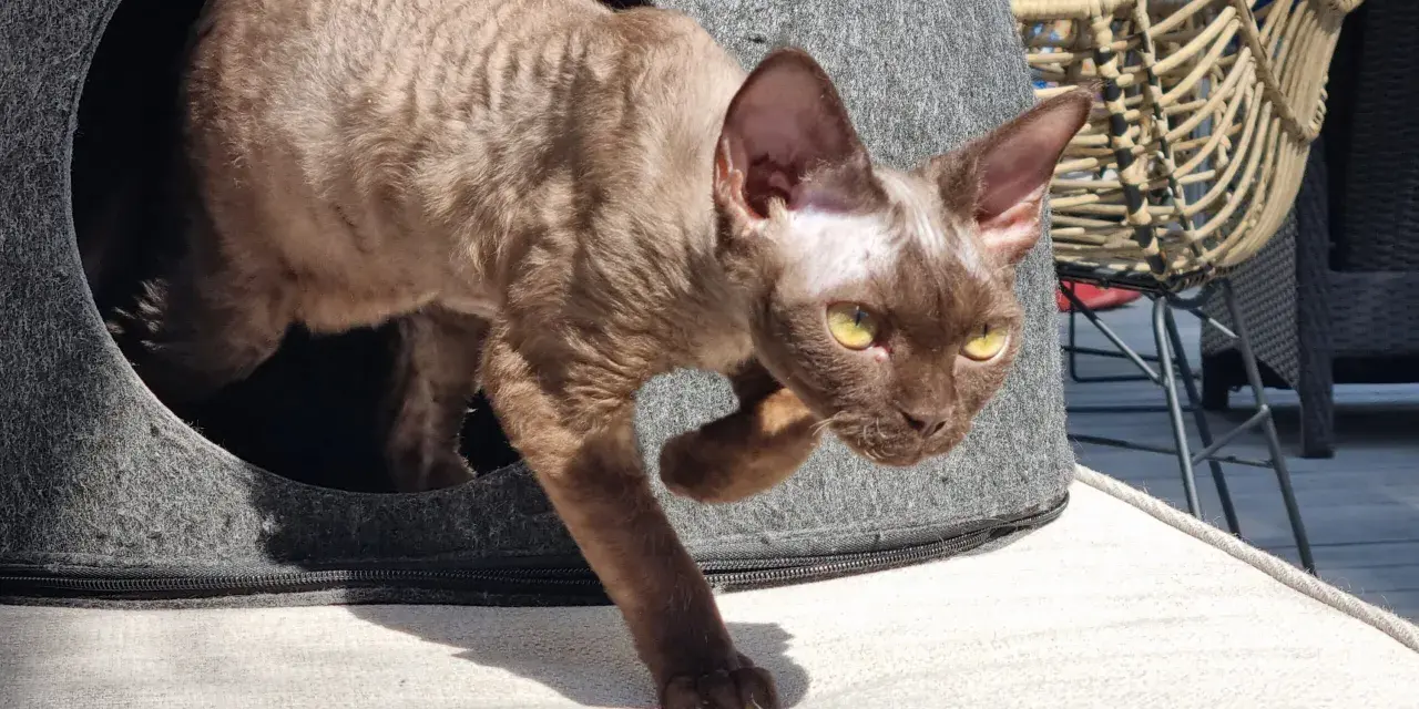 Brązowy kot rasy Devon Rex z żółtymi oczami wychodzi z szarego legowiska.