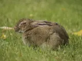 Zając z objawami myksomatozy, z opuchniętymi powiekami, leży na trawie.