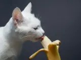 Biały kot z zaciekawieniem liże banana, sprawdzając, czy koty mogą jeść banany.