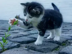 Mały kotek bawi się kwiatkiem na bruku. Idealny do wymyślenia fajnych imion dla kota.
