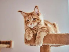 Rudy kot Maine Coon leży na drapaku, zastanawiając się nad imionami dla kocura.