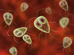 Widok mikroskopowy pasożyta Giardia lamblia, który może być obecny w kale. Te jednokomórkowe organizmy mają charakterystyczny kształt i liczne wici.