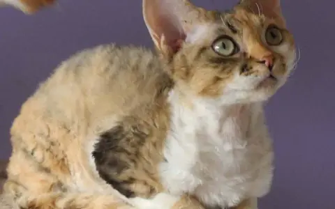 Choroby Devon Rex - Jak uniknąć problemów zdrowotnych u kotów?