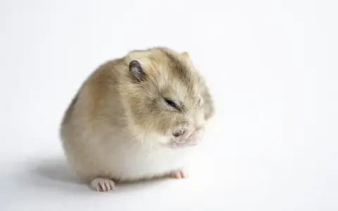Mały chomik zamyka oczy, jakby zastanawiał się, czy chomiki hibernują.