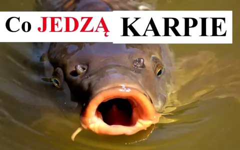Czym się żywi karp? Sekrety diety karpia w naturze i hodowli