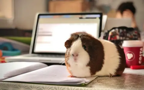 Urocza, domowa świnka morska siedzi na zeszycie obok laptopa, jakby pomagała w nauce.