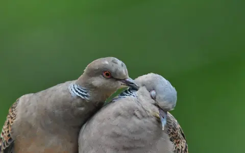 Dwa dzikie gołębie blisko siebie. Jeden z nich, z pomarańczowym okiem, delikatnie dotyka dziobem drugiego.