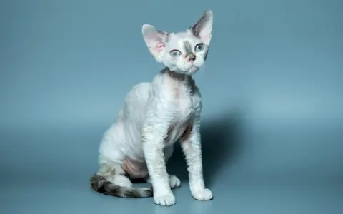 Kot rasy Devon Rex z niebieskimi oczami siedzi na szarym tle.