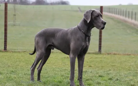 Szary dog niemiecki, imponujący wzrost, stoi na zielonej łące.