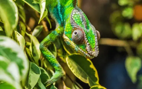 Zielony kameleon wśród liści. Zastanawiasz się, ile kosztuje kameleon? Ten okaz wygląda na bardzo cennego.
