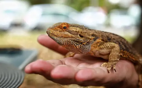 Agama brodata, która żyje nawet 15 lat, spoczywa na dłoni.