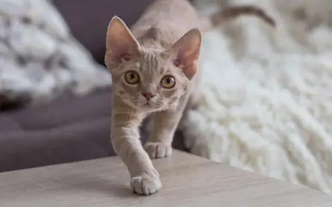 Ile kosztuje Devon Rex? Ceny kociąt i ukryte wydatki na kota