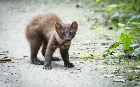 Młoda kuna na ścieżce, z zaciekawieniem patrzy w obiektyw.