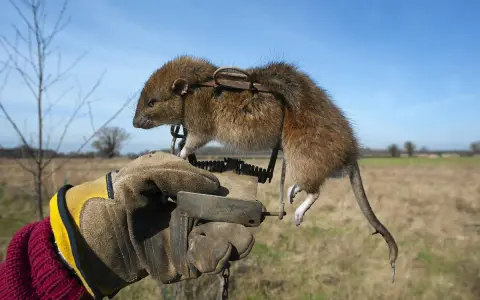 Ręka w rękawicy trzyma pułapkę z uwięzionym dzikim szczurem na tle nieba i pola.