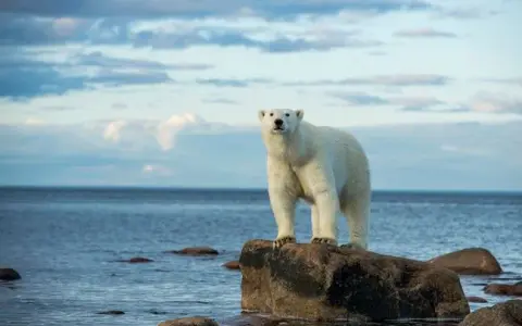 Niedźwiedź polarny czym się żywi: tajemnice diety i polowań