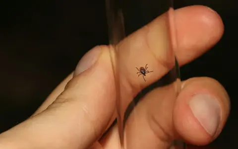 Mały pająk podobny do kleszcza, z ośmioma odnóżami, siedzi na szklanej probówce, blisko ludzkiego palca.