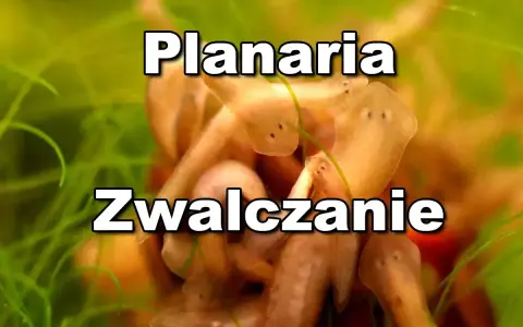 Grupka planarii, czyli wypławek w akwarium, szuka pożywienia wśród zielonych roślin.