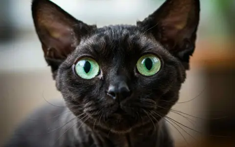 Devon Rex Wrocław - dostępne kocięta, ceny i porady dla przyszłych właścicieli