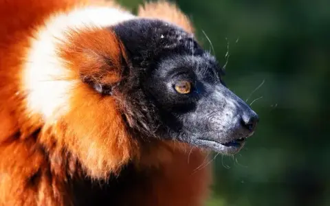 Czerwony lemur czym się żywi - zaskakujące fakty o jego diecie