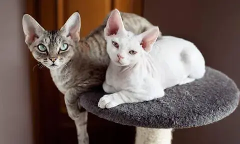 Waga kotów rasy Devon Rex – co musisz wiedzieć o ich rozmiarze?