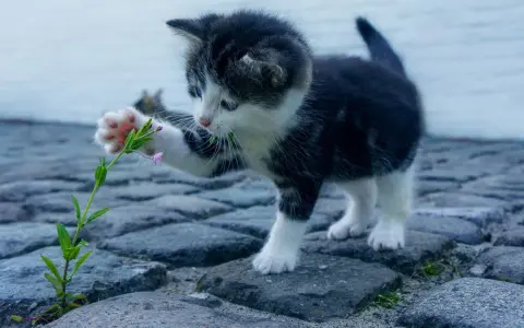 Mały kotek bawi się kwiatkiem na bruku. Idealny do wymyślenia fajnych imion dla kota.