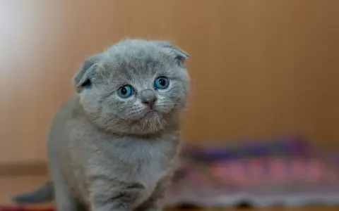Uroczy, szary kociak rasy Scottish Fold z niebieskimi oczami. Zastanawiasz się, ile żyje kot brytyjski? Ten maluch ma przed sobą długie, szczęśliwe życie!