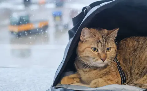 Kot w transporterze czeka na podróż. W tle widać lotnisko, a deszcz pada na szybę. To jego paszport dla kota na nowe przygody.