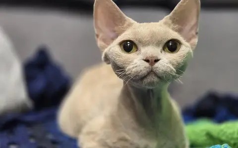 Uroczy kot rasy devon rex o wielkich oczach, z pewnością odzwierciedla swój łagodny devon rex charakter.