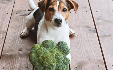 Jack Russell z brokułem na drewnianej podłodze. Czy pies może jeść brokuły? Ten psiak wygląda na zaintrygowanego.