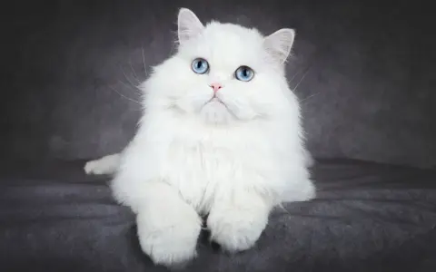 Piękny kot albinos z niebieskimi oczami, siedzący na ciemnoszarym tle.