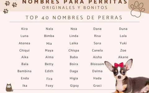 Lista imion dla suczki: Kira, Nala, Noa, Dana, Duna, Luna, Lola, Yuki, Zoe, Akane, Blossom, Dalma, Hada, Graci i wiele innych.