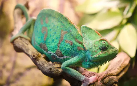 Zielony kameleon z brązowymi plamami siedzi na gałęzi. Zastanawiasz się, ile żyje kameleon? Ten osobnik wygląda na zdrowego i pełnego życia.