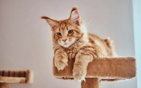 Rudy kot Maine Coon leży na drapaku, zastanawiając się nad imionami dla kocura.