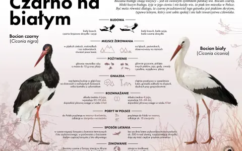 Czarne i białe bociany: ciekawostki o bocianach, ich budowie, pożywieniu, gniazdach i zimowaniu.