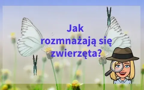 Jak rozmnażają się zwierzęta? Zaskakujące metody i strategie rozmnażania