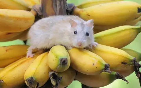 Mały chomik siedzi na kiści bananów, zastanawiając się, czy chomiki mogą jeść banany.
