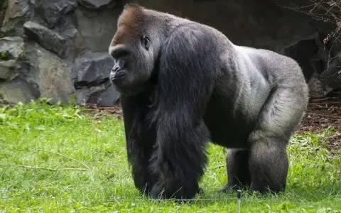 Potężny goryl stoi na trawie. Zastanawiasz się, ile waży goryl? Ten samiec może ważyć nawet 200 kg.