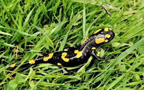 Co naprawdę je salamandra? Zaskakujące fakty o jej diecie