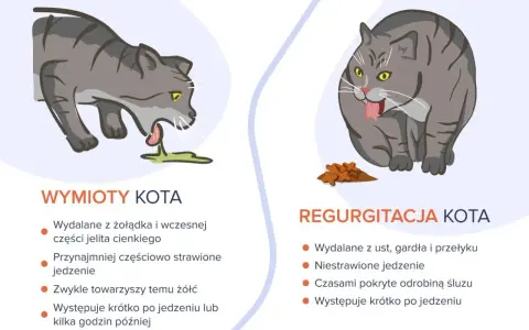 Szary kot wymiotuje pianą, zieloną wydzieliną. Obok siedzi inny kot, który wygląda na chorego, z jedzeniem przed sobą.