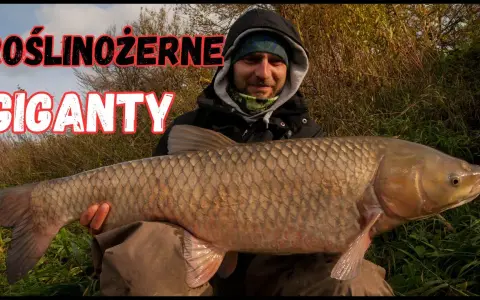 Czym się żywi amur - sekrety diety, które zaskoczą każdego akwarystę