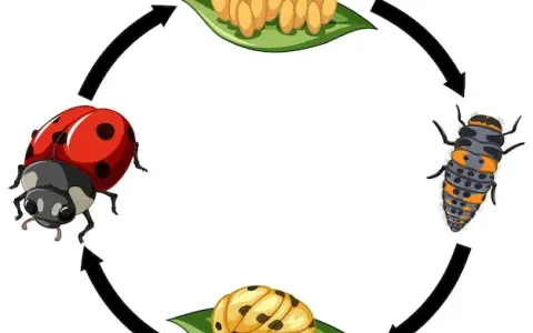 Jak rozmnażają się biedronki? Odkryj ich fascynujący cykl życia
