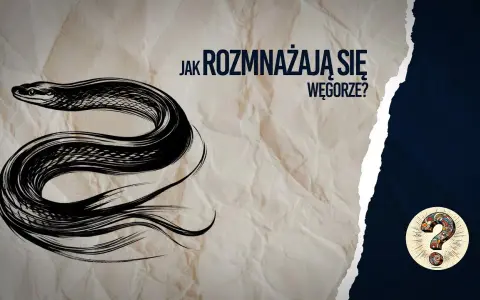 Jak rozmnażają się węgorze? Tajemnice ich niezwykłego cyklu życia