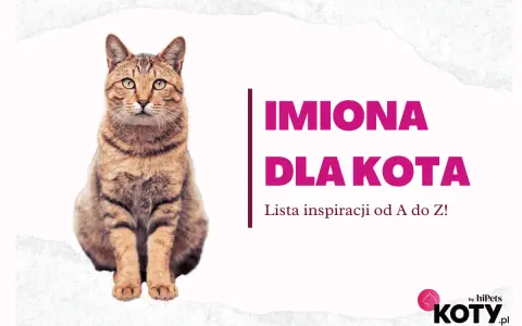 Uroczy kot siedzi obok napisu "Imiona dla kota". Znajdź idealne imię dla swojego pupila!