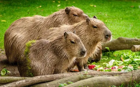 Trzy kapibary, krewny kapibary, stoją na trawie obok jedzenia.