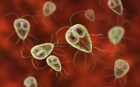 Widok mikroskopowy pasożyta Giardia lamblia, który może być obecny w kale. Te jednokomórkowe organizmy mają charakterystyczny kształt i liczne wici.