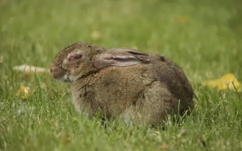 Zając z objawami myksomatozy, z opuchniętymi powiekami, leży na trawie.