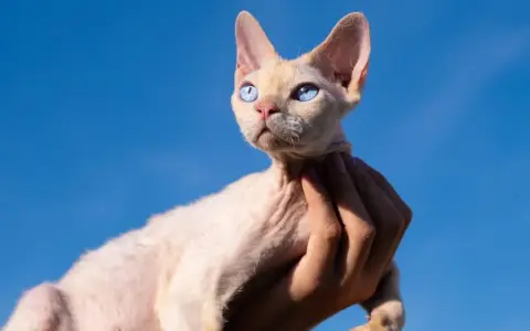 Devon Rex cena bez rodowodu – poznaj ceny i co wpływa na koszt