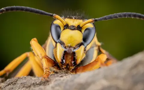 Makro zbliżenie na głowę szerszenia. Jego czarne oczy i żółte paski na głowie mogą być tym, co odstrasza szerszenie.